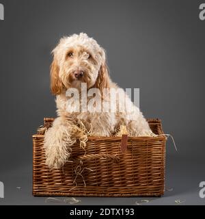 Cockapoo Hund saß innen Korbkorb Picknick auf grauem Hintergrund Stockfoto