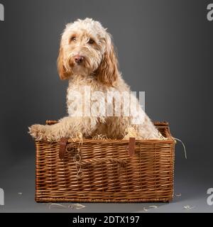 Cockapoo Hund saß innen Korbkorb Picknick auf grauem Hintergrund Stockfoto