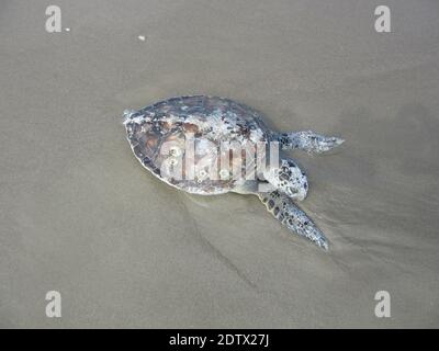 Tote Meeresschildkröte am Strand, Padre Island, Corpus Christi, Texas, Konzept über Naturschutz, Umweltverschmutzung, Umwelt, Texas Tierwelt. Stockfoto