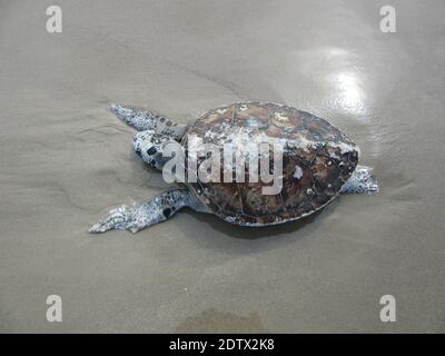 Tote Meeresschildkröte am Strand, Padre Island, Corpus Christi, Texas, Konzept über Naturschutz, Umweltverschmutzung, Umwelt, Texas Tierwelt. Stockfoto