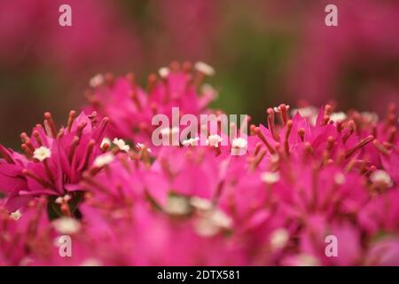 Eine selektive Fokus Aufnahme von schönen rosa Sporn Blumen in t.. Perfekt für Tapeten Stockfoto