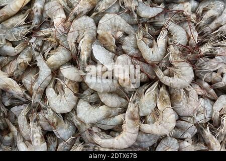 Nahaufnahme frischer Garnelen aus der Draufsicht bereit zum Verkauf im Supermarkt. Frische kleine Garnelen in einem Marktplatz für den Verkauf. Stockfoto