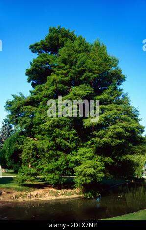 Japanischer Pagodenbaum, Styphnolobium japonicum, aka Chinese Scholar Tree oder Pagodenbaum, Sophora japonica Stockfoto