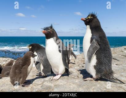 Küken mit Erwachsenen auf Bleaker Island. Rockhopper Penguin (Eudytes chrysocome), Unterart Southern Rockhopper Penguin (Eudytes chrysocome chrysocome) Stockfoto