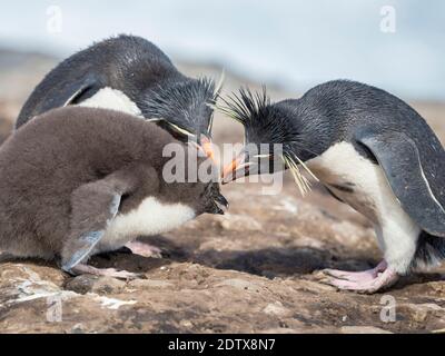 Küken mit Erwachsenen auf Bleaker Island. Rockhopper Penguin (Eudytes chrysocome), Unterart Southern Rockhopper Penguin (Eudytes chrysocome chrysocome) Stockfoto