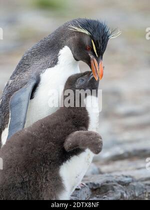 Küken mit Erwachsenen auf Bleaker Island. Rockhopper Penguin (Eudytes chrysocome), Unterart Southern Rockhopper Penguin (Eudytes chrysocome chrysocome) Stockfoto