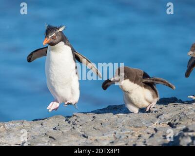 Küken mit Erwachsenen auf Bleaker Island. Rockhopper Penguin (Eudytes chrysocome), Unterart Southern Rockhopper Penguin (Eudytes chrysocome chrysocome) Stockfoto