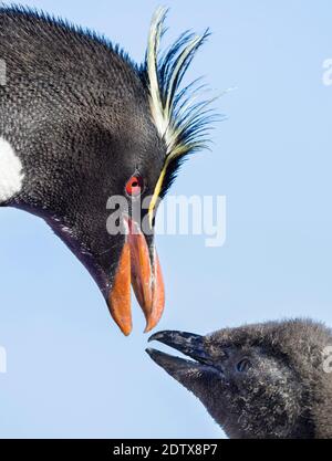 Küken mit Erwachsenen auf Bleaker Island. Rockhopper Penguin (Eudytes chrysocome), Unterart Southern Rockhopper Penguin (Eudytes chrysocome chrysocome) Stockfoto