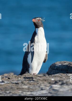 Rockhopper Penguin (Eudytes chrysocome), Unterart Southern Rockhopper Penguin (Eudytes chrysocome chrysocome). Südamerika, Falklandinseln, Stockfoto