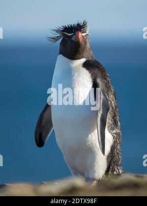 Rockhopper Penguin (Eudytes chrysocome), Unterart Southern Rockhopper Penguin (Eudytes chrysocome chrysocome). Südamerika, Falklandinseln, Stockfoto