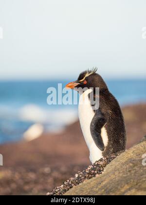 Rockhopper Penguin (Eudytes chrysocome), Unterart Southern Rockhopper Penguin (Eudytes chrysocome chrysocome). Südamerika, Falklandinseln, Stockfoto