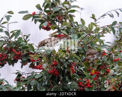 Rotflügel füttert einen Rohan Baum Stockfoto