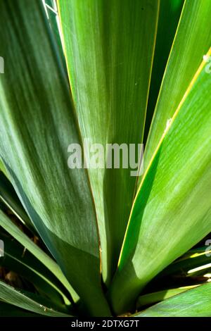 Yucca leaf close up with light from the side Stockfoto