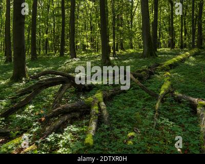 Deadwood, grobe holzige Trümmer und umgestürzte Bäume im NP. Der Hainich-Wald in Thüringen, Nationalpark und Teil des UNESCO-Welterbes - Stockfoto