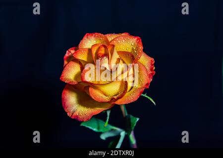 Gelbe Rose mit orangefarbenen Akzenten auf schwarzem Hintergrund Stockfoto