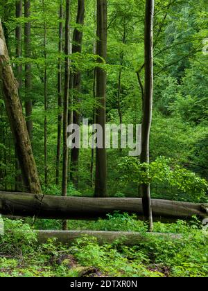 Deadwood, grobe holzige Trümmer und umgestürzte Bäume im NP. Der Hainich-Wald in Thüringen, Nationalpark und Teil des UNESCO-Welterbes - Stockfoto