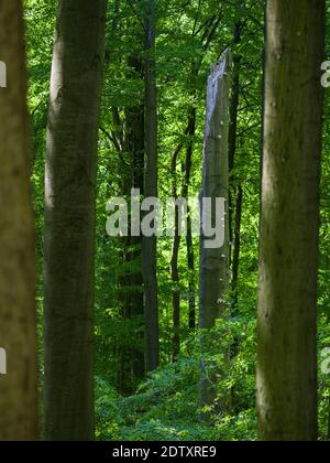 Deadwood, grobe holzige Trümmer und umgestürzte Bäume im NP. Der Hainich-Wald in Thüringen, Nationalpark und Teil des UNESCO-Welterbes - Stockfoto