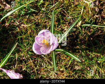 Westerstede, Deutschland: Grüner Stadtpark in Frühlingsblüte Stockfoto