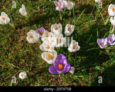 Westerstede, Deutschland: Grüner Stadtpark in Frühlingsblüte Stockfoto