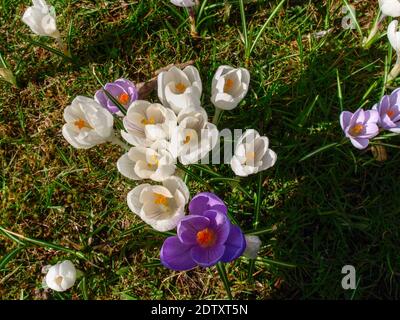 Westerstede, Deutschland: Grüner Stadtpark in Frühlingsblüte Stockfoto