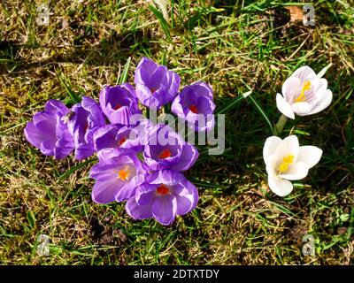 Westerstede, Deutschland: Grüner Stadtpark in Frühlingsblüte Stockfoto