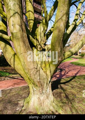 Westerstede, Deutschland: Grüner Stadtpark in Frühlingsblüte Stockfoto