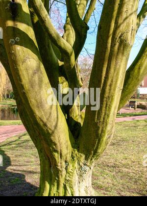 Westerstede, Deutschland: Grüner Stadtpark in Frühlingsblüte Stockfoto