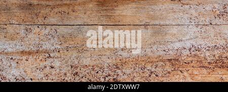 Natürlicher Holzhintergrund. Detaillierte grafische Ressource, frisch geschnittene Kiefernholz-Textur. Panoramabild im Grunge-Stil Stockfoto
