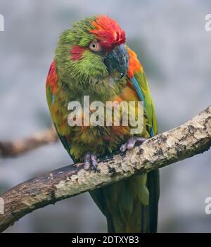 Nahaufnahme eines Rotstirnas (Ara rubrogenys) Stockfoto