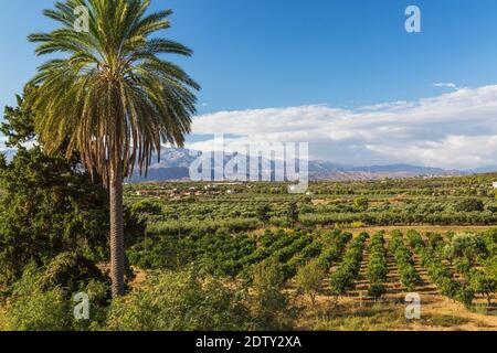 Phoenix dactylifera - Dattelpalme und Olivenbaum Plantage am Kloster der Heiligen Dreifaltigkeit (Agia Triada), Halbinsel Akrotiri, Region Chania, Kreta Stockfoto