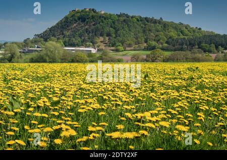 Löwenzahn Wiese unterhalb Beeston Castle im Frühjahr, Beeston, Cheshire, England, Großbritannien Stockfoto