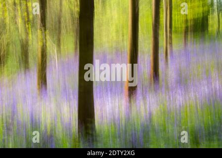 Englisch Bluebells in UK Woodland Impressionistic Image using Intentional Camera Bewegungstechnik Stockfoto