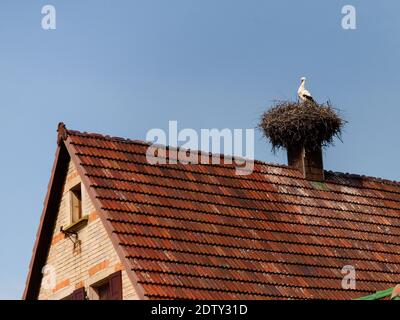 Elsass, Frankreich: Storch im Nest oben im Schornstein Stockfoto