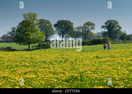 Ein Paar, das durch eine Dandelion Meadow, Beeston, Cheshire, England, Großbritannien, geht Stockfoto