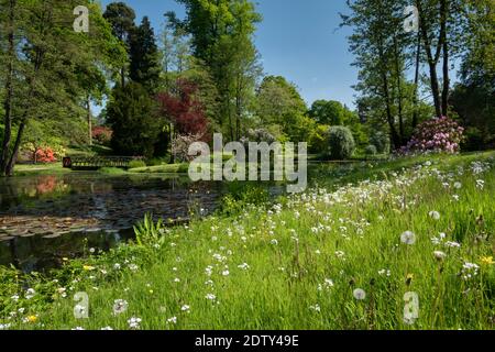 The Folly Garden im Frühling, Cholmondeley Castle, Cholmondeley, Cheshire, England, Großbritannien Stockfoto