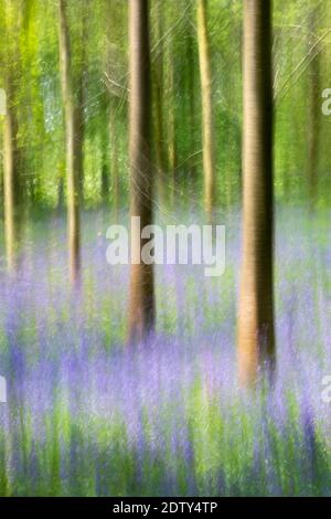 Englisch Bluebells in UK Woodland Impressionistic Image using Intentional Camera Bewegungstechnik Stockfoto