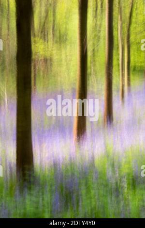 Englisch Bluebells in UK Woodland Impressionistic Image using Intentional Camera Bewegungstechnik Stockfoto