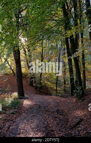 Herbst in Delamere Wald, Cheshire, England, UK Stockfoto
