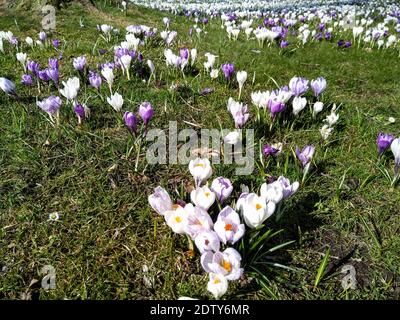 Westerstede, Deutschland: Grüner Stadtpark in Frühlingsblüte Stockfoto