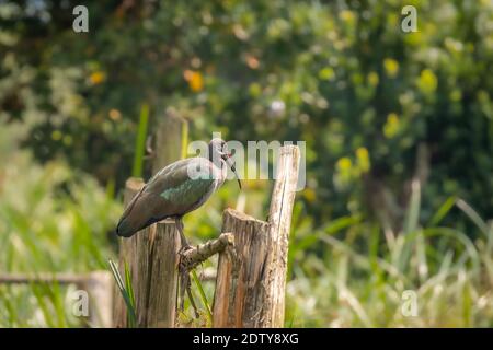 Hadada ibis (Bostrychia hagedash), auch Hadeda genannt, Lake Mutanda, Uganda. Stockfoto