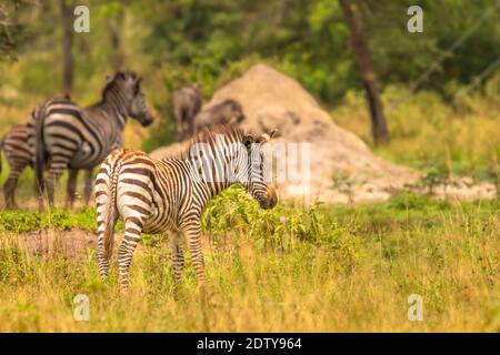 Zebrakalb, Lake Mburo National Park, Uganda. Stockfoto