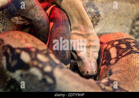 Nahaufnahme einer Boa Constrictor schlafen Stockfoto