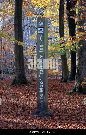 Wegweiser im Delamere Forest im Herbst, Delamere Forest, Ceshire, England, Großbritannien Stockfoto