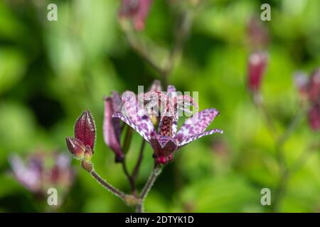Nahaufnahme der blühenden Krötenlilie (Tricyrtis hirta) Stockfoto
