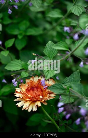 Calendula officinalis Zölpel, Pot Ringelblumen, Bronze orange Pfirsich Blumen, Blumen, Blume, Blüte, RM floral Stockfoto