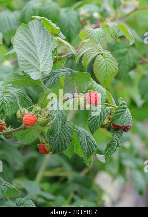 Sommerfrucht Himbeerbusch ( Rubus idaeus) mit reifenden Früchten. Stockfoto