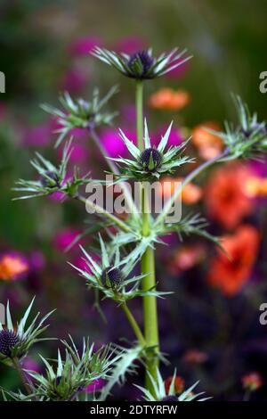 Eryngium guatemalense, Blumen, Blüte, gemischter Rand, Zierdistel, Gärten, RM Floral Stockfoto