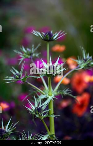 Eryngium guatemalense, Blumen, Blüte, gemischter Rand, Zierdistel, Gärten, RM Floral Stockfoto