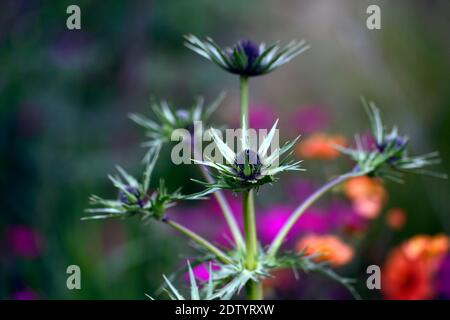 Eryngium guatemalense, Blumen, Blüte, gemischter Rand, Zierdistel, Gärten, RM Floral Stockfoto