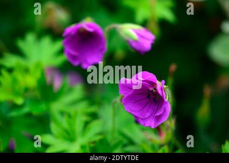 Geranium winziges Monster, G. sanguineum x G. psilostemon winziges Monster, lila Blume, Blumen, Blüte, Geranien, RM Floral Stockfoto